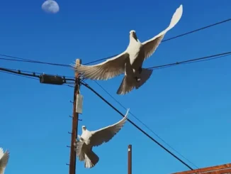 Machine Gun Kelly  Your Name Forever Mp3 Download