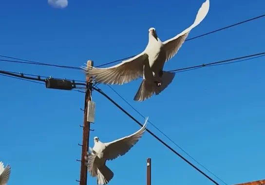 Machine Gun Kelly  Your Name Forever Mp3 Download